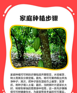 家里阳光不足怎么养花，选对植物种类，掌握养护技巧