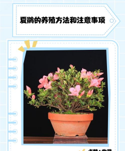 家里阳光不足怎么养花，选对植物种类，掌握养护技巧