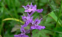 家里阳光不足怎么养花，选对植物种类，掌握养护技巧