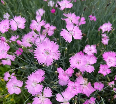 家里阳光不足怎么养花，选对植物种类，掌握养护技巧