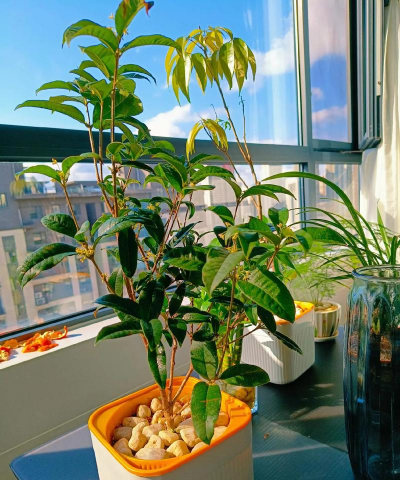 家里阳光不足怎么养花，选对植物种类，掌握养护技巧