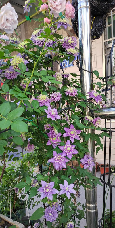 铁线莲在什么季节开花 铁线莲在什么季节开花