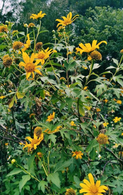 家里阳光不足怎么养花，选对植物种类，掌握养护技巧