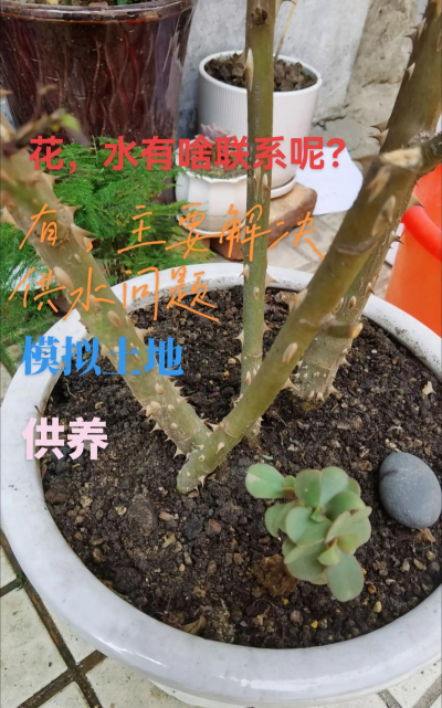 家里阳光不足怎么养花，选对植物种类，掌握养护技巧