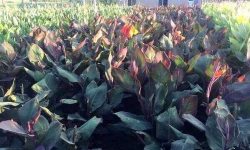 家里阳光不足怎么养花，选对植物种类，掌握养护技巧