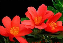 家里阳光不足怎么养花，选对植物种类，掌握养护技巧