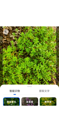 家里阳光不足怎么养花，选对植物种类，掌握养护技巧