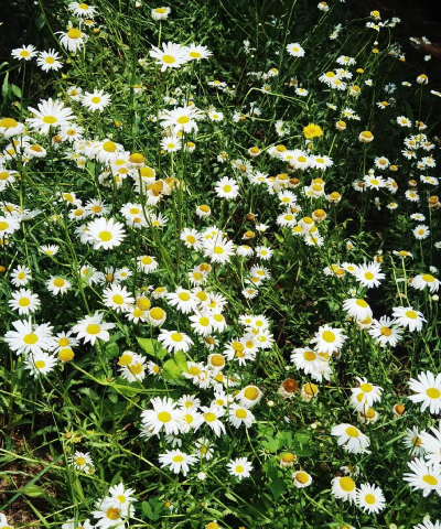 家里阳光不足怎么养花，选对植物种类，掌握养护技巧