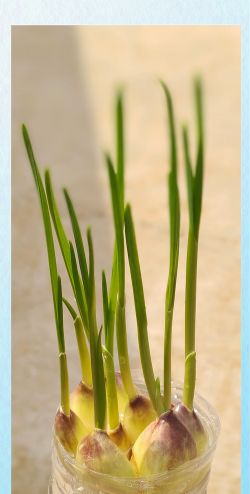 家里阳光不足怎么养花，选对植物种类，掌握养护技巧