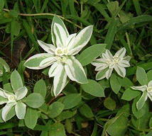 家里阳光不足怎么养花，选对植物种类，掌握养护技巧