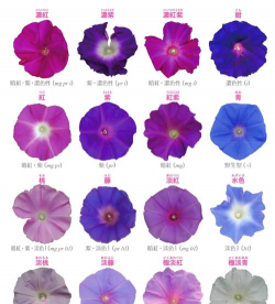 家里阳光不足怎么养花，选对植物种类，掌握养护技巧