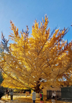 家里阳光不足怎么养花，选对植物种类，掌握养护技巧