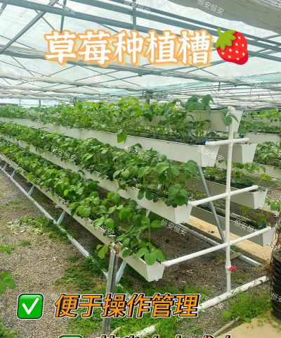 家里阳光不足怎么养花，选对植物种类，掌握养护技巧