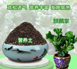 家里阳光不足怎么养花，选对植物种类，掌握养护技巧