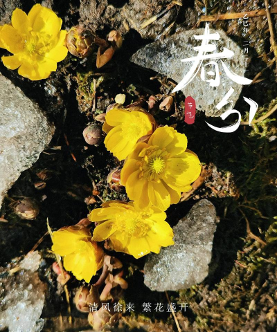 家里阳光不足怎么养花，选对植物种类，掌握养护技巧