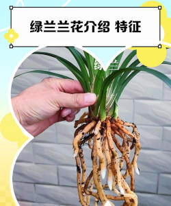 家里阳光不足怎么养花，选对植物种类，掌握养护技巧