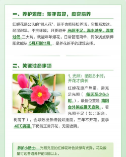 家里阳光不足怎么养花，选对植物种类，掌握养护技巧