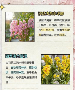 家里阳光不足怎么养花，选对植物种类，掌握养护技巧