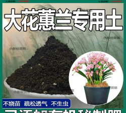 家里阳光不足怎么养花，选对植物种类，掌握养护技巧