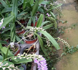 家里阳光不足怎么养花，选对植物种类，掌握养护技巧