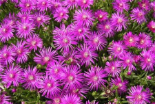 家里阳光不足怎么养花，选对植物种类，掌握养护技巧