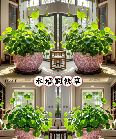 家里阳光不足怎么养花，选对植物种类，掌握养护技巧