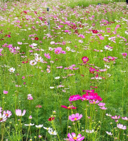 家里阳光不足怎么养花，选对植物种类，掌握养护技巧