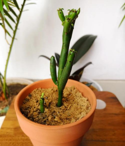 家里阳光不足怎么养花，选对植物种类，掌握养护技巧