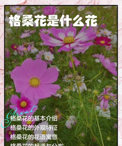 家里阳光不足怎么养花，选对植物种类，掌握养护技巧