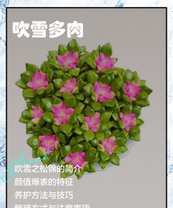 家里阳光不足怎么养花，选对植物种类，掌握养护技巧