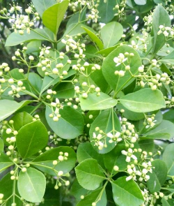 家里阳光不足怎么养花，选对植物种类，掌握养护技巧