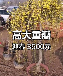 家里阳光不足怎么养花，选对植物种类，掌握养护技巧