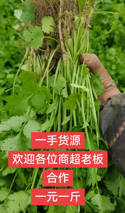 家里阳光不足怎么养花，选对植物种类，掌握养护技巧