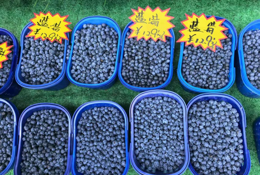 家里阳光不足怎么养花，选对植物种类，掌握养护技巧