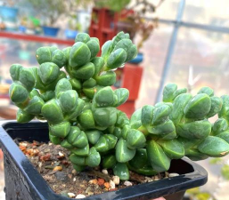 家里阳光不足怎么养花，选对植物种类，掌握养护技巧