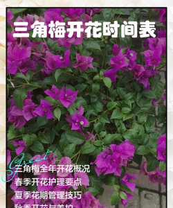 家里阳光不足怎么养花，选对植物种类，掌握养护技巧