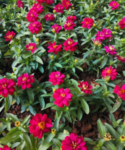 家里阳光不足怎么养花，选对植物种类，掌握养护技巧