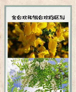 家里阳光不足怎么养花，选对植物种类，掌握养护技巧