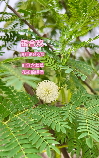 家里阳光不足怎么养花，选对植物种类，掌握养护技巧