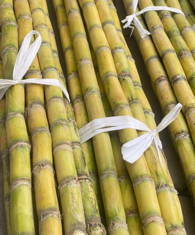 家里阳光不足怎么养花，选对植物种类，掌握养护技巧