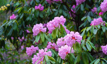 家里阳光不足怎么养花，选对植物种类，掌握养护技巧