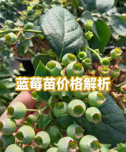 家里阳光不足怎么养花，选对植物种类，掌握养护技巧