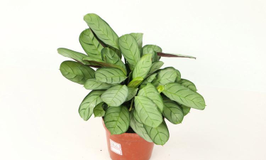 家里阳光不足怎么养花，选对植物种类，掌握养护技巧