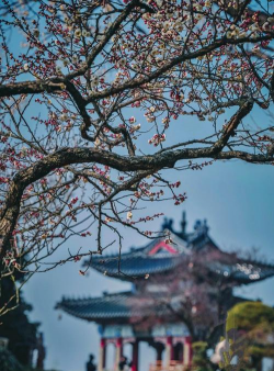 家里阳光不足怎么养花，选对植物种类，掌握养护技巧