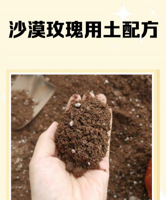 家里阳光不足怎么养花，选对植物种类，掌握养护技巧