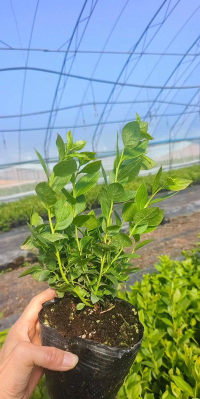 家里阳光不足怎么养花，选对植物种类，掌握养护技巧