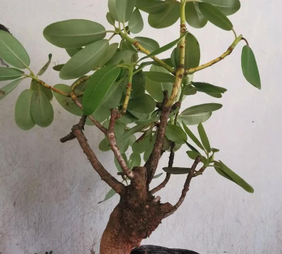 小众送妈妈的花有哪些花