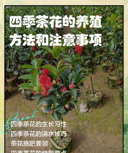 家里阳光不足怎么养花，选对植物种类，掌握养护技巧
