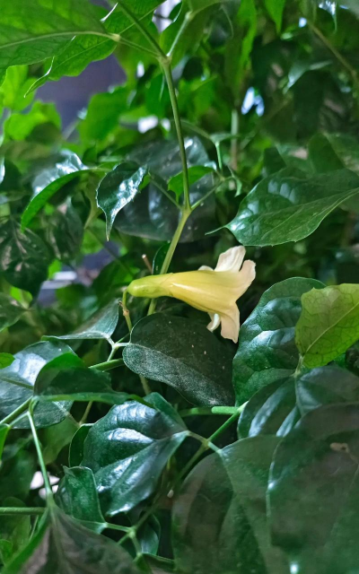 家里阳光不足怎么养花，选对植物种类，掌握养护技巧