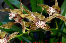 家里阳光不足怎么养花，选对植物种类，掌握养护技巧